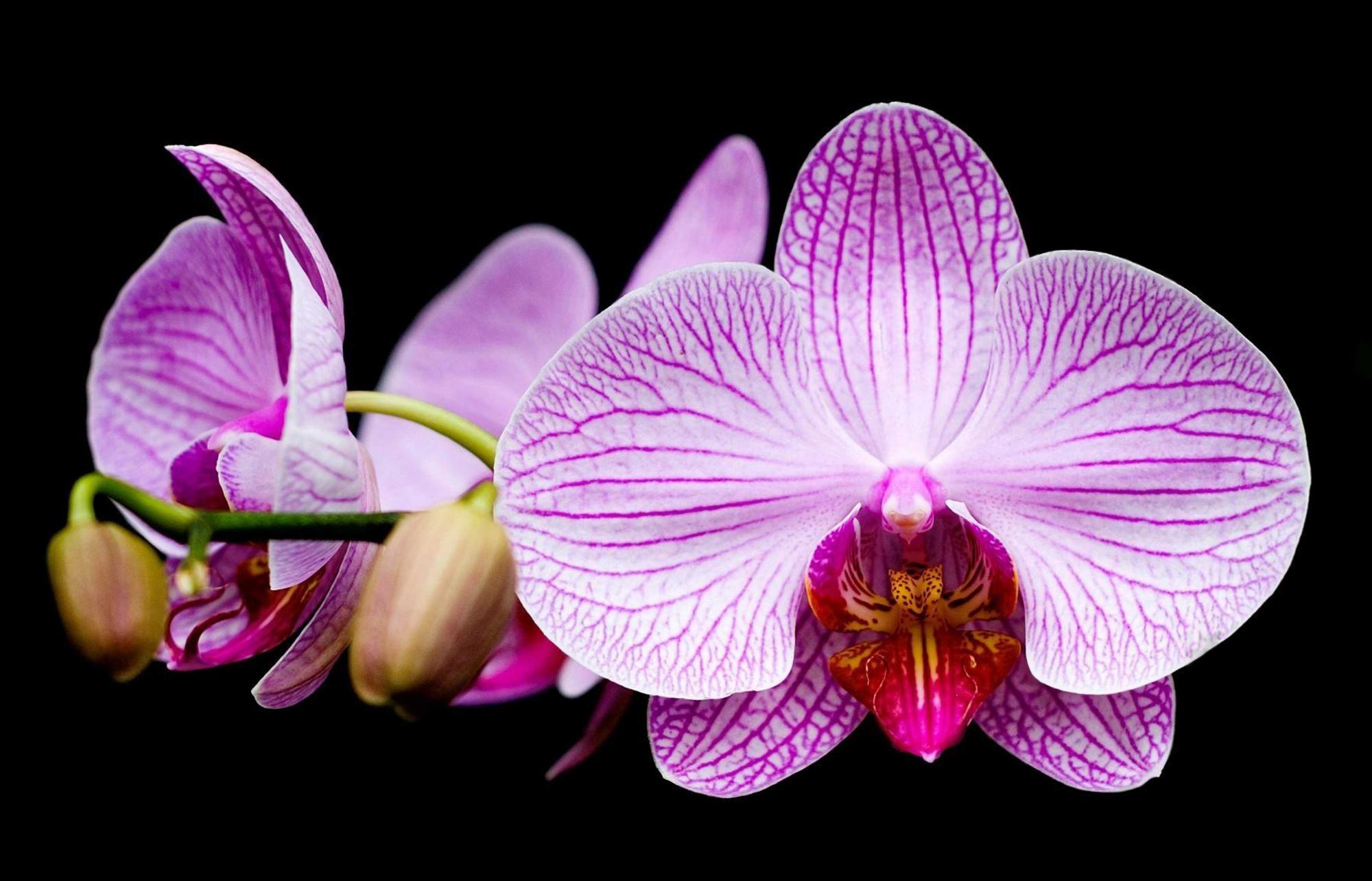 Flowers orchids. Орхидея фаленопсис. Орхидея фаленопсис Лос Анджелес. Фаленопсис Старфиш. Фаленопсис Saturnus.